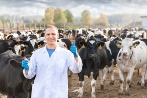 Auxiliar de veterinário de animais de grande porte